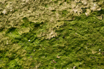 stone with moss background texture