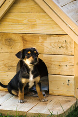 mały czarny piesek siedzi przed budą © arek