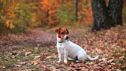 Pies Jack Russell Terrier na spacerze w lesie. - obrazy, fototapety, plakaty