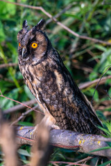 Un hibou moyen-duc sur une branche de saule dans le delta du Danube en Roumanie.