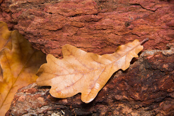 Dry oak leaf on the background of bark. Bark mulch for background.