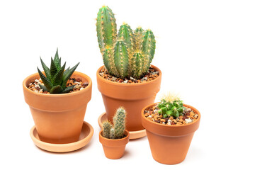 Various cacti: Cereus, Aloe aristata, Mammillaria in ceramic pots. Isolated on white background.