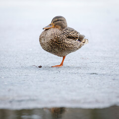 Duck stands on one leg