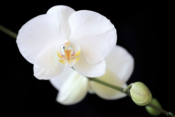White orchid on dark background