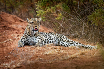 Leopard - Panthera pardus, big spotted yellow cat in Africa, genus Panthera cat family Felidae, sunset or sunrise portrait in the bush next to the dusty road in Africa, lying a nd resting, open jaws