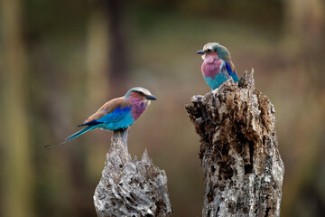 Lilac-breasted Roller - Coracias caudatus - colorful magenta, blue, green bird in Africa, widely distributed in sub-Saharan Africa, vagrant to the Arabian Peninsula, sitting two birds - pair