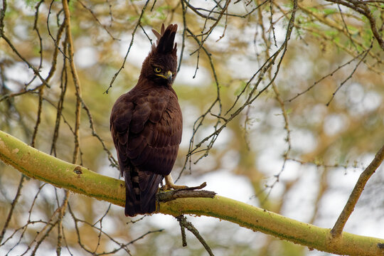 Long-crested eagle - Lophaetus occipitalis African bird of prey in family Accipitridae, dark brown bird with long shaggy crest sitting on the branch, forest edges and moist woodland near to grassland