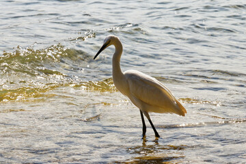 great blue heron