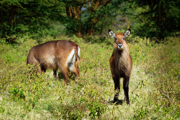 Fototapeta premium Defassa Waterbuck - Kobus ellipsiprymnus defassa large antelope found in sub-Saharan Africa, family Bovidae, subspecies defassa in lake Nakuru national park in Kenya