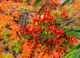Wonderful scarlet flamboyant flowers with fine detail and blur of depth of field and background of flamboyant flowers