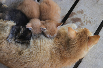 Close-up view of a yellow mother cat nursing her kittens in the backyard