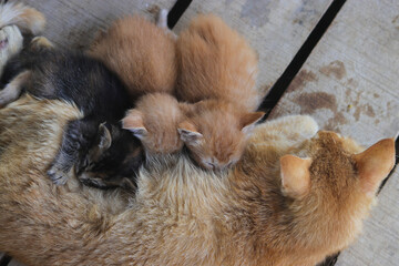 Close-up view of a yellow mother cat nursing her kittens in the backyard