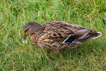 female duck on the grass