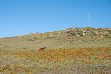 Garrano. Specimen of the autochthonous species of wild horse standing still observing the mountain...