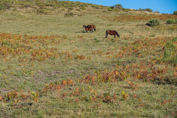Wild horses Garranos in the Peneda-Geres National Park, North of Portugal.