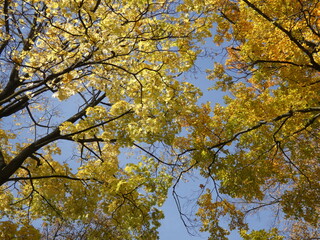 Obraz premium autumn leaves against sky