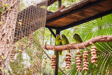 green parakeets on a branch inside the cage