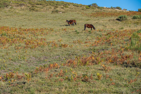 Wild horses Garranos in the Peneda-Geres National Park, North of Portugal.