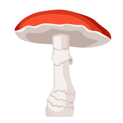 Mushroom Fly Agaric, Amanita Toxic Forest Plant With Red Cap Isolated on White Background. Autumn Season Plant