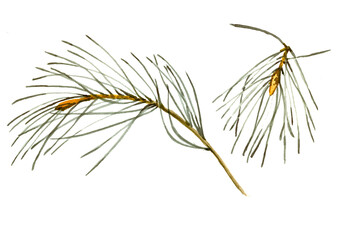 Watercolor illustration of pine branch