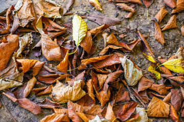 Dry autumn leaves on wet ground. Autumn time, cleaning the garden