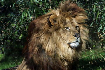 portrait de lion