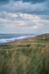 Fototapeta na wymiar People taking a walk on the beach of Vejlby Klit in Denmark, northern Europe
