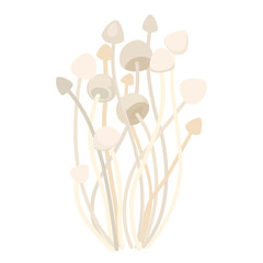 Enoki Mushrooms, Raw Gold Needle Enokitaki Bunch on White Background. Exotic Fungi, Organic Asian Food Ingredient
