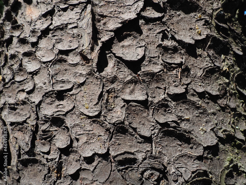 Poster spruce tree bark close up. the exfoliating bark of the tree. light gradient. natural structure textu
