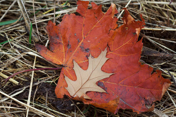 Red maple leaf with oak leaf in the dry grass. November nature background. - Powered by Adobe
