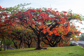 Flamboyant Tree with Wonderful Scarlet Flowers in Selective Focus.