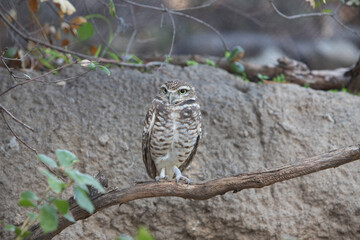 owl perched on branch