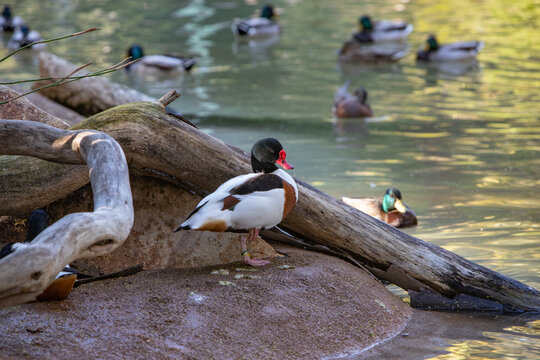 ducks on the water