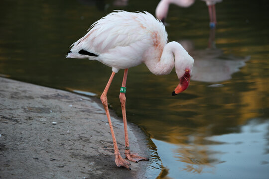 flamingo in the water