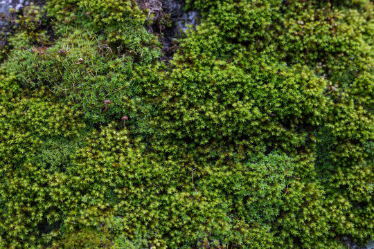 green moss with mushrooms on the stone wall