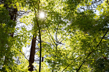 sun shining through trees