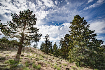 trees in mountain forest at sunset