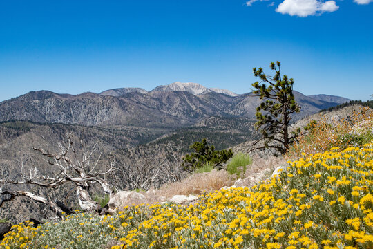 flowers in the mountains