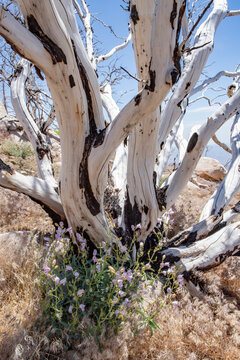 tree trunk on mountain