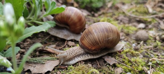 snail on a leaf