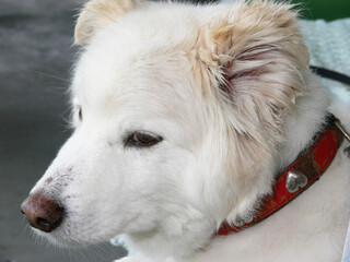 portrait of a Samoyed white dog