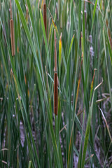 cattail in the wild