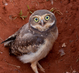 Burrowing owl cub at the entrance of the burrow on the dirt floor with its big bulging eyes