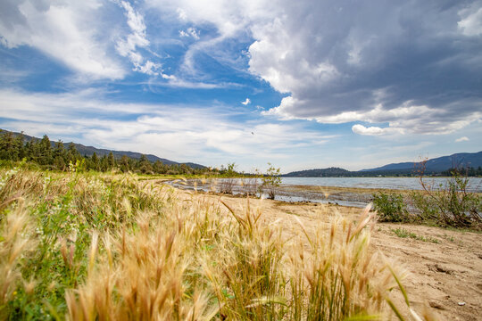grass on the beach