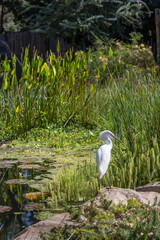egret on a rock