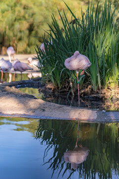 flamingo in the water