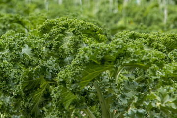 Kale is a healthy winter vegetable