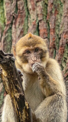 close up of a baboon monkey