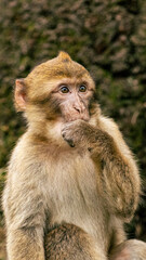 close up of a baboon monkey