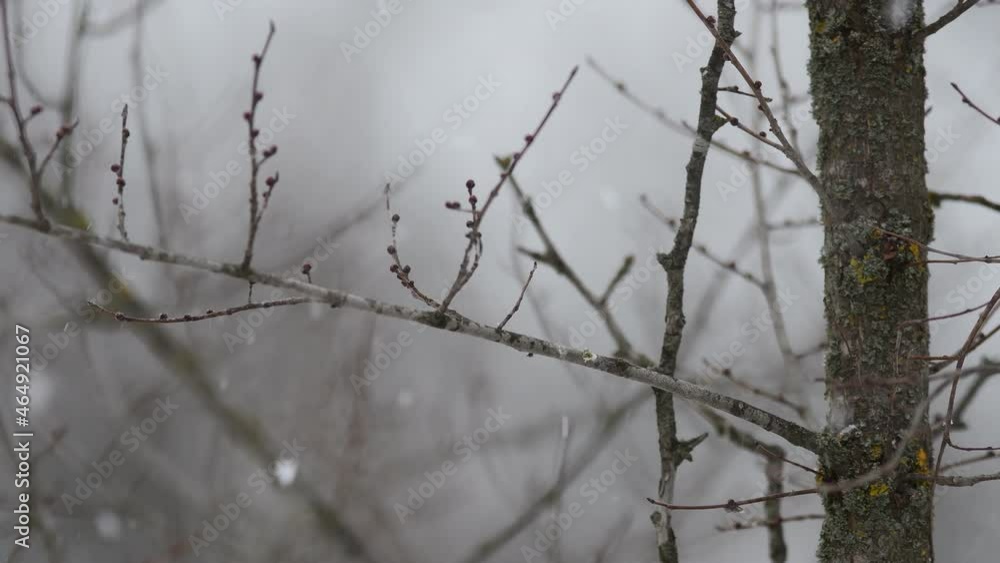 Poster Hawfinch Coccothraustes coccothraustes winter time. A bird sits on a branch and flies away, it's snowing. Sounds of nature.